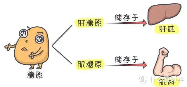 增肌多吃蛋白质就够了？并不是！糖原的重要性你不能忽略