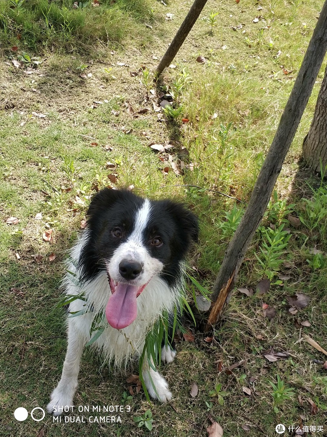 聊聊我家的宠物--边境牧羊犬（一）