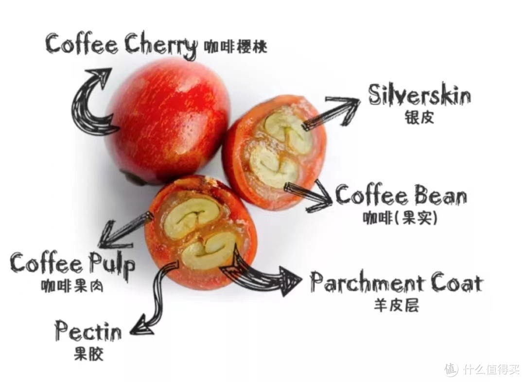 食客：扒皮？日晒？火烤？来自一颗咖啡豆的试炼