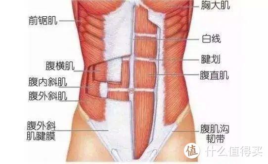 腰越粗，命越短？腰粗背后的健康隐患：数数996之后的你有多少层肚皮？ 