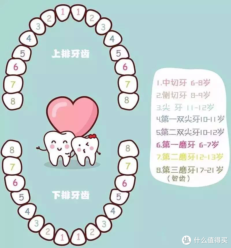 大牙是指哪颗牙图片图片