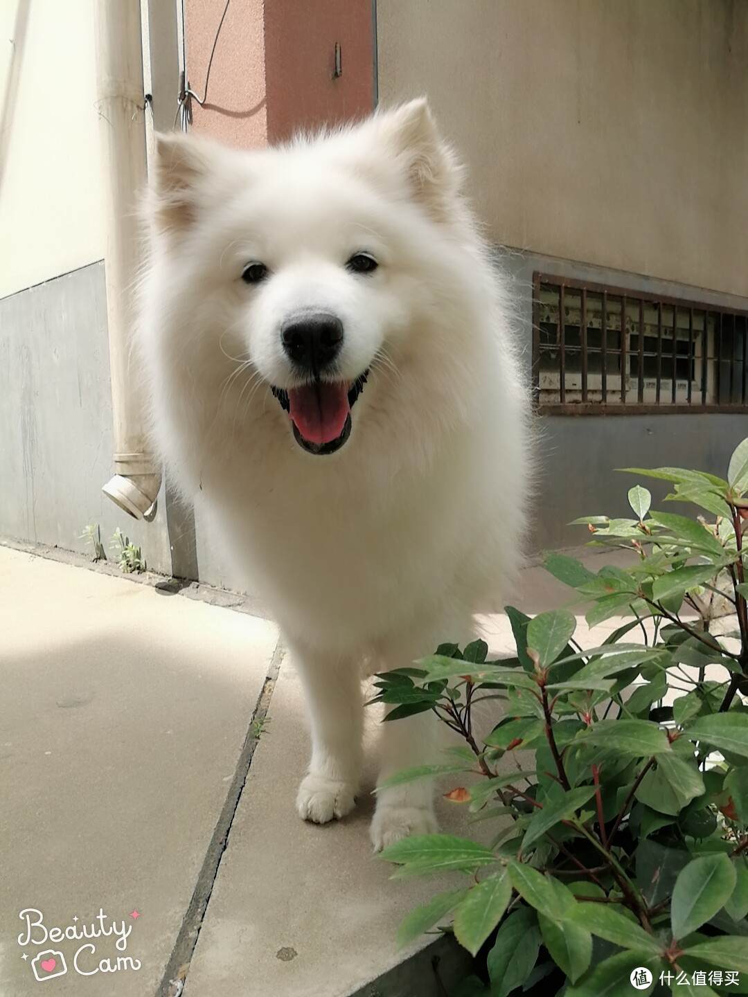 萨摩耶家居日用品清单 萨摩耶零食犬粮推荐 什么值得买