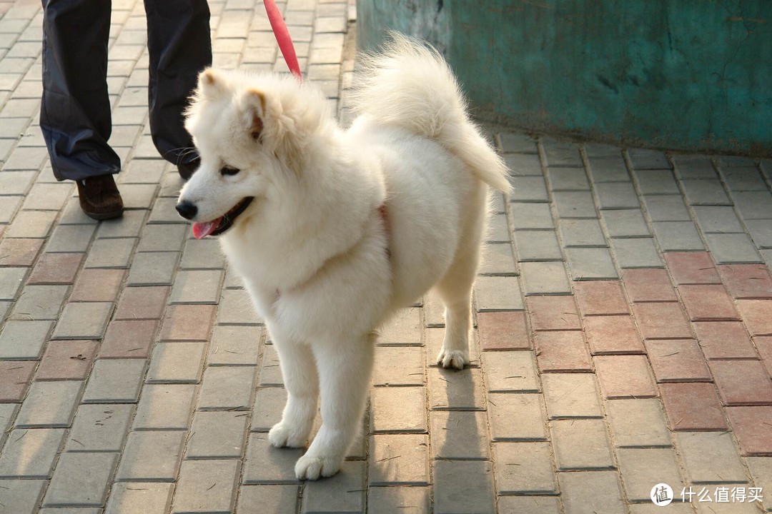 萨摩耶家居日用品清单 萨摩耶零食犬粮推荐 什么值得买