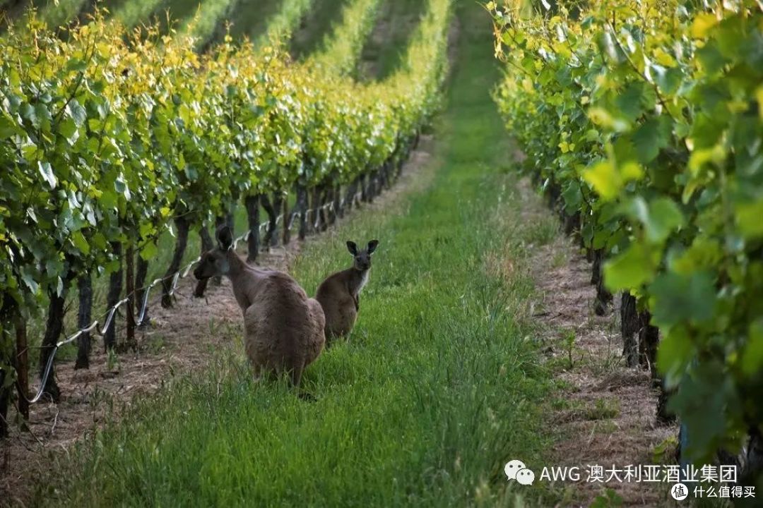 阿德莱德山产区除此之外,法国,阿根廷,葡萄牙,美国,智利等等国家也都