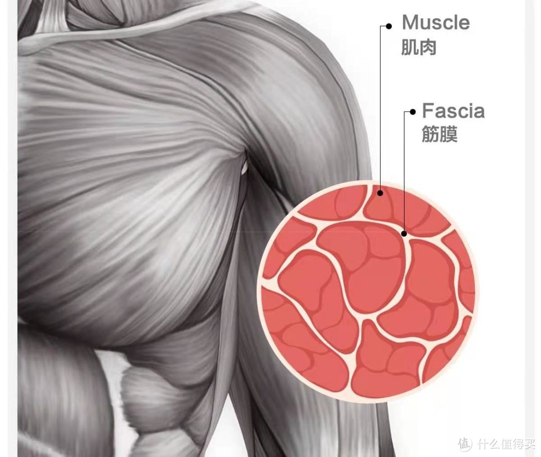 肌肉中的乳酸图片