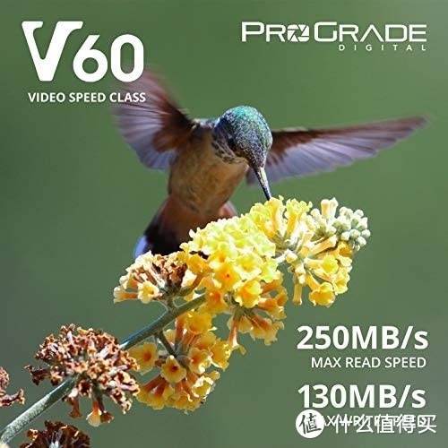 ProGrade V60 高速存储卡，为4K时代而生，专业摄影师的选择