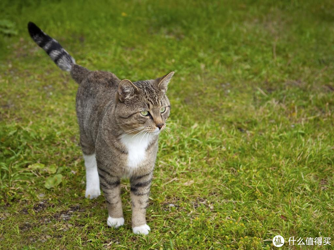 猫毛球症吃化毛膏 那是你不会选 试试化毛球片吧 日用百货 什么值得买