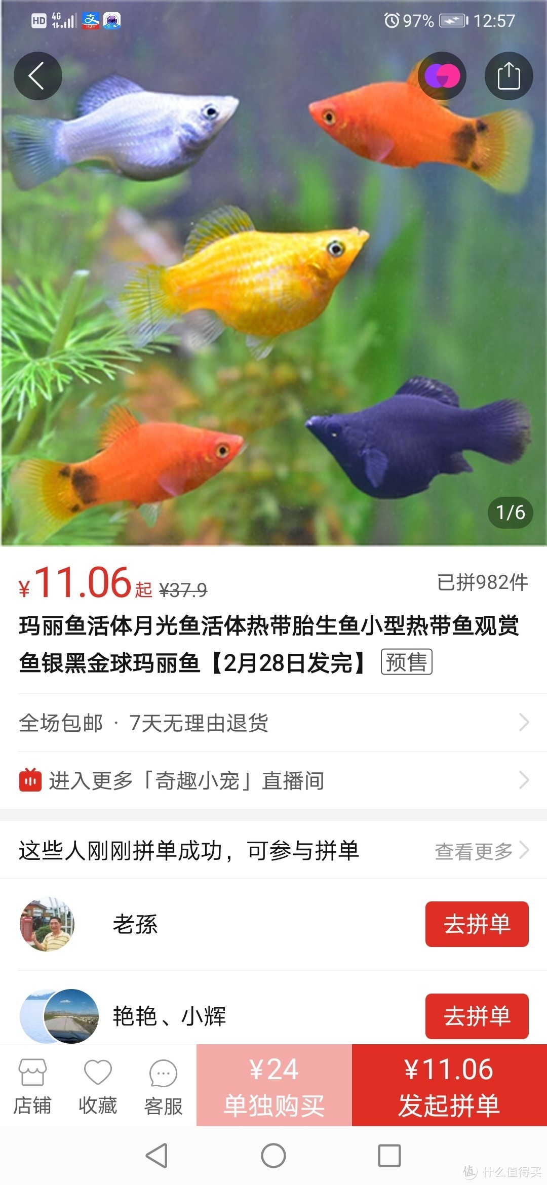 这边银玛丽刚到货，那边孔百万就生了:家养孔雀鱼生崽记