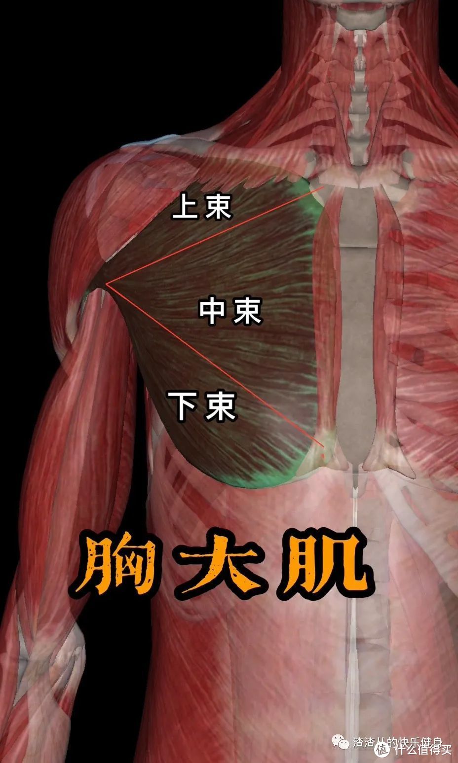 五分化练胸系统解说｜胸部训练不分性别，练过都说好！