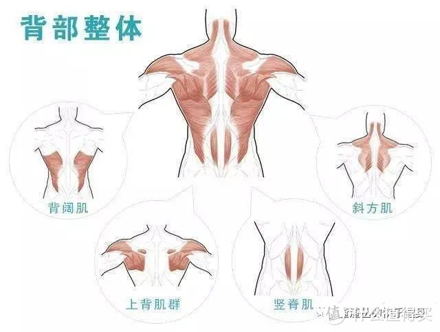 五分化练背系统解说｜“背薄一寸，年轻十岁！” 是玄学？？？