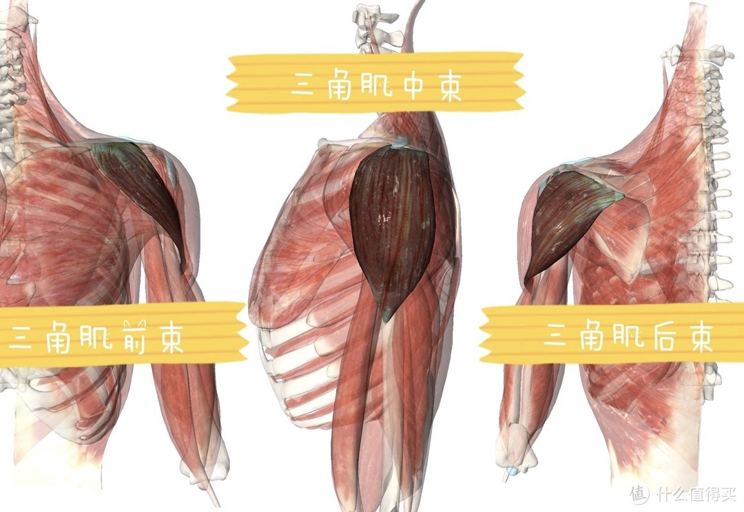 肩前束位置图图片