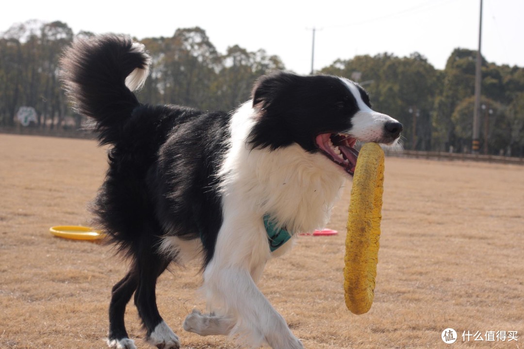 聊聊我家的宠物--边境牧羊犬（三）