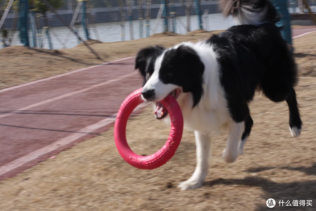 聊聊我家的宠物--边境牧羊犬（三）