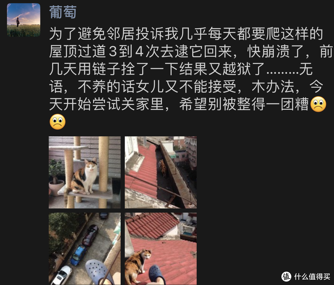 自购过的8件宠物用品，每一件都是我给它们的爱