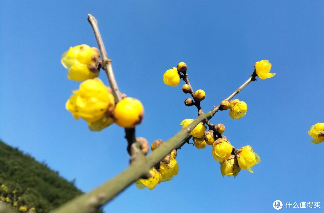 你在景区看风景，看风景的麦田跑步在看你-正是九峰赏梅时-2021-02