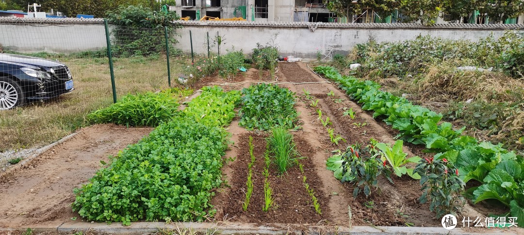 从0开始打造我的智能小菜园，养花种菜，30天满满收获！(种菜、养花、扦插、嫁接)