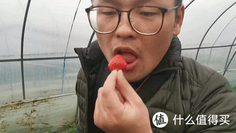 农家摘草莓，这样才不亏！最全草莓采摘攻略+拍照攻略来啦！经典攻略请收藏