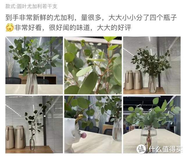 买花指南：拥有这些花，把我家装点得别开生面