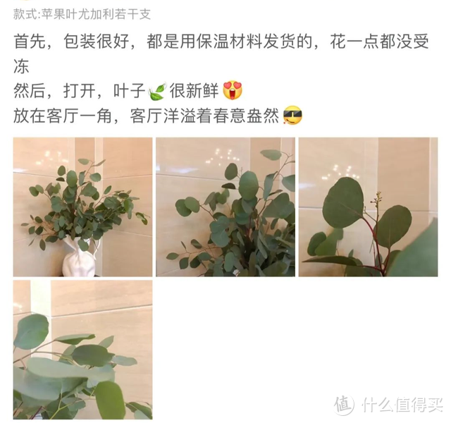 买花指南：拥有这些花，把我家装点得别开生面