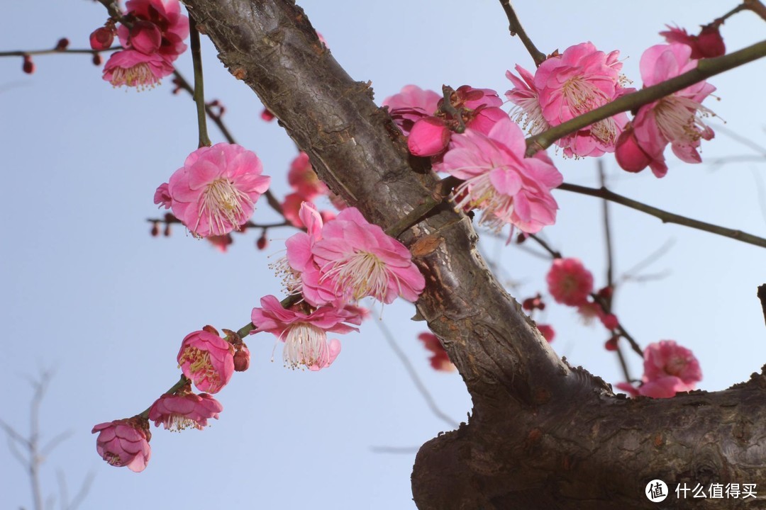 上海人少景美赏春处，嘉北郊野公园