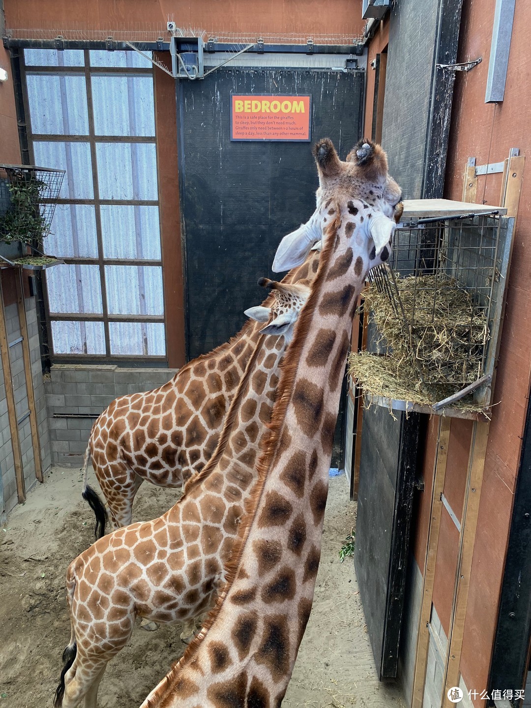 第二天參觀了惠靈頓動物園,這裡比較特殊的是可以看到新西蘭國寶kiwi