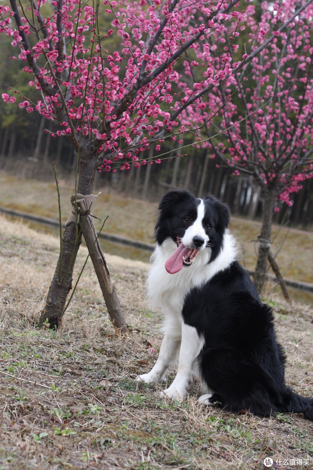 聊聊我家的宠物--边境牧羊犬（四）