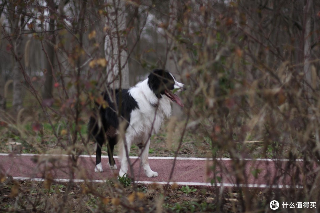 聊聊我家的宠物--边境牧羊犬（四）