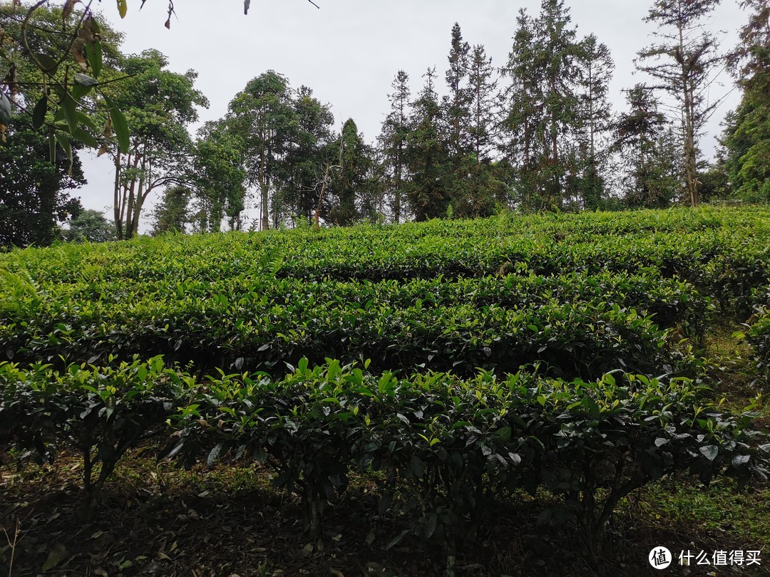 云南勐海大益庄园里的“现代生态茶园”