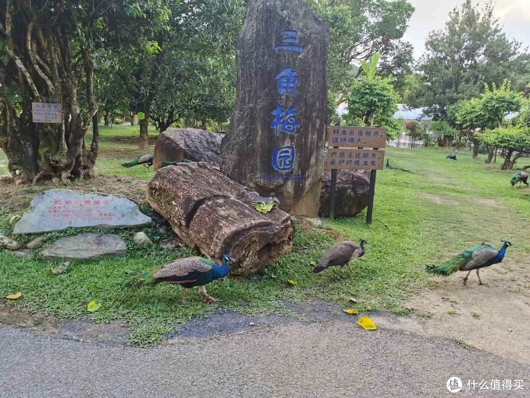 勐巴娜西珍奇园，里面有各种各样的奇珍异宝还有很多野生动物，孔雀成群，园子很大，各种宝贝陈列虽然有些凌乱，但还是值得一去的