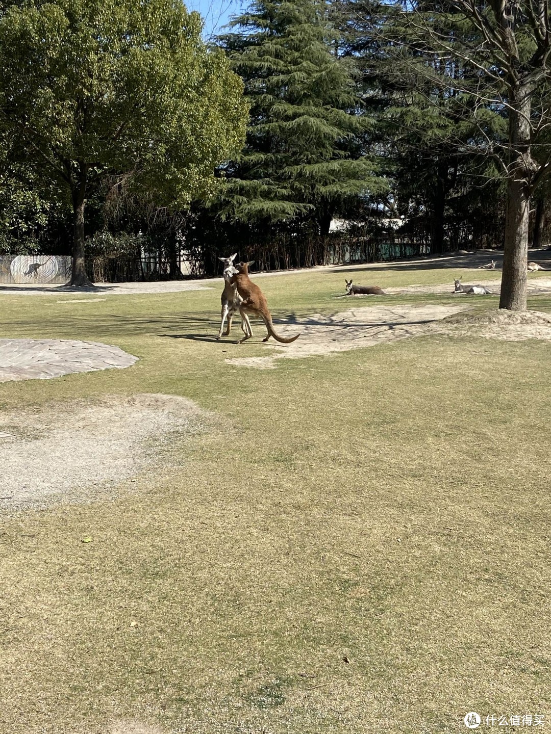 上野快闪，探秘棕熊事件后的上海野生动物园，海量图片，细致攻略。