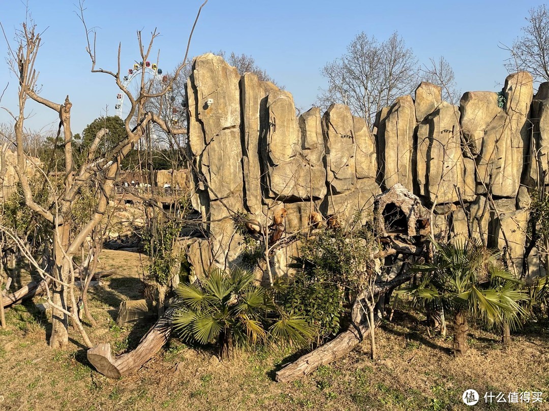 上野快闪，探秘棕熊事件后的上海野生动物园，海量图片，细致攻略。