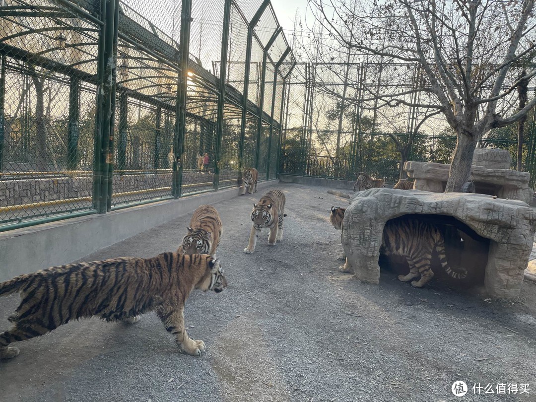 上野快闪，探秘棕熊事件后的上海野生动物园，海量图片，细致攻略。