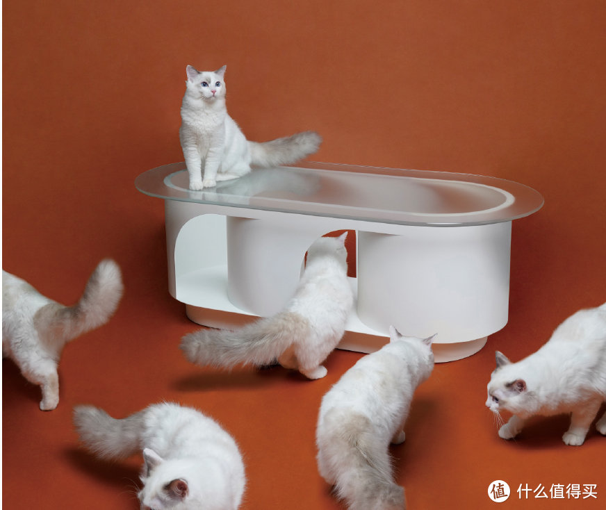 6款小户型必备人猫共用家具推荐，主子开心，我也省心