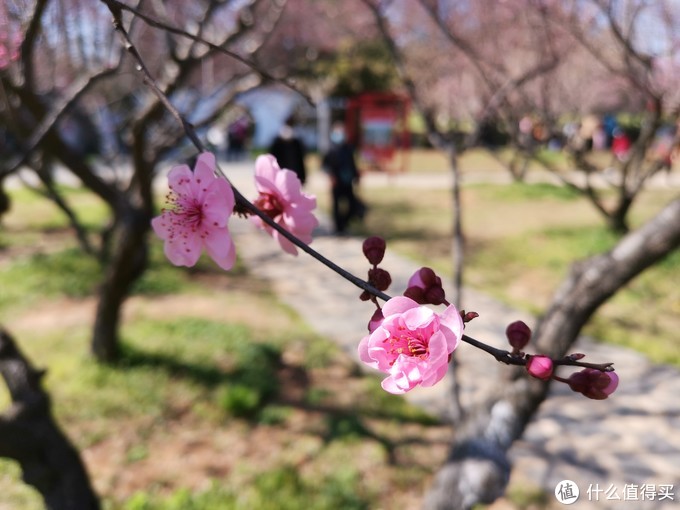 游园惊梦 春来到 赏梅正当时 国内旅游 什么值得买