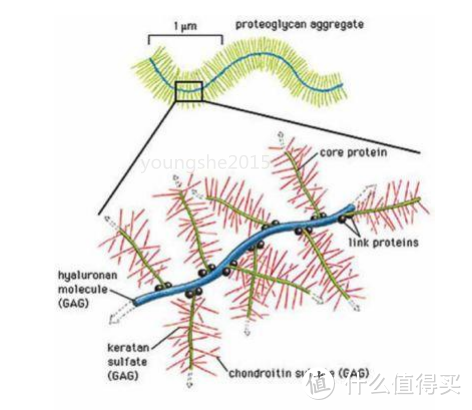 风口浪尖上的：玻色因Hydroxypropyl Tetrahydropyrantriol