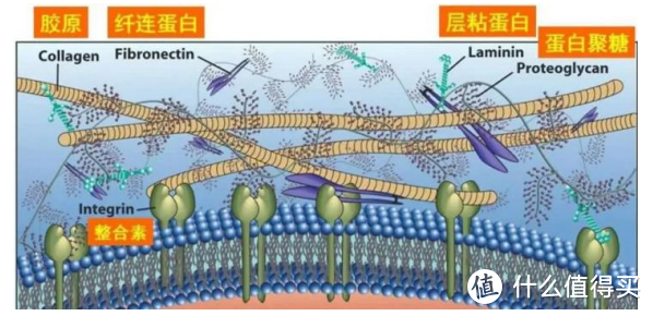 风口浪尖上的：玻色因Hydroxypropyl Tetrahydropyrantriol