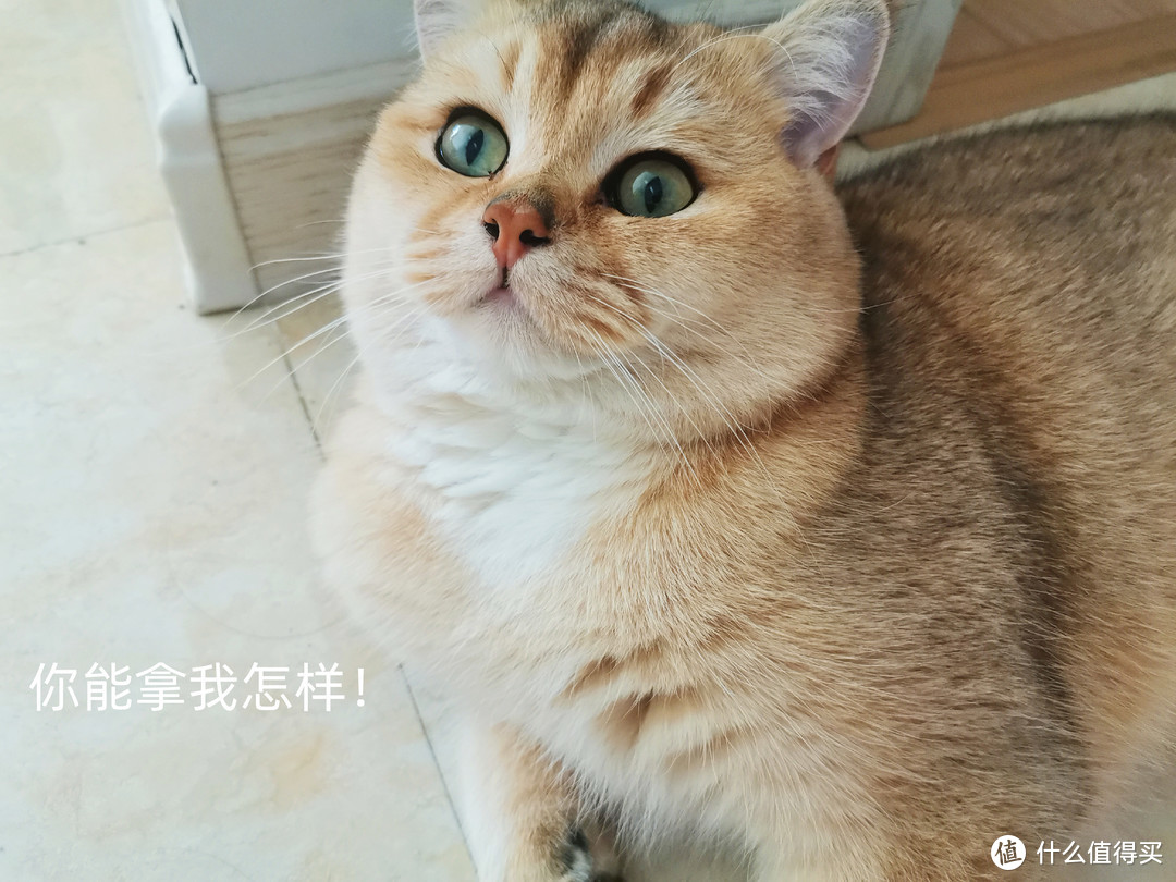 猫主子不爱喝水可愁坏了我，这几个方法下来饮水量明显提升～