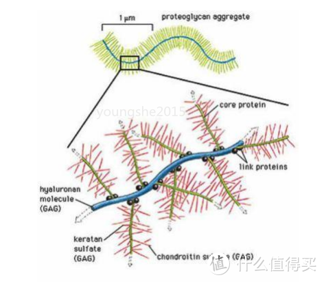 纤连蛋白Fibronectin是什么？有什么作用？