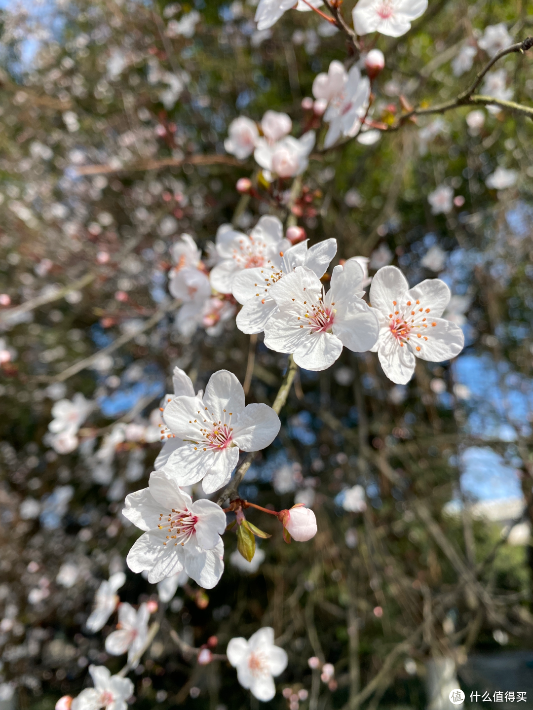 2月杭州赏花：2021的春天有点早