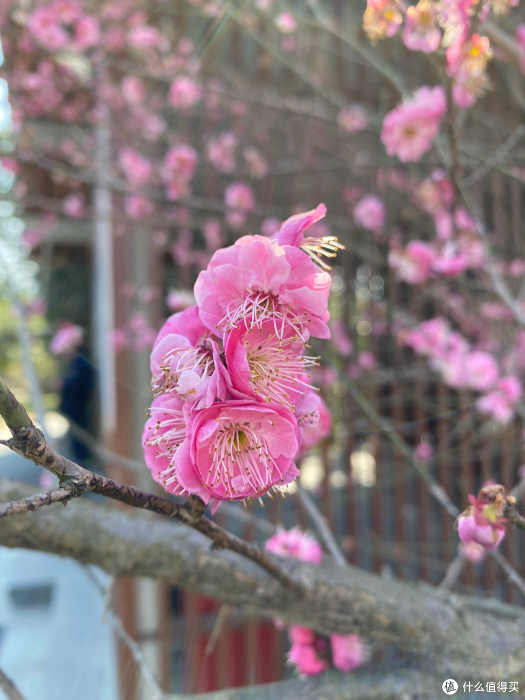 2月杭州赏花：2021的春天有点早