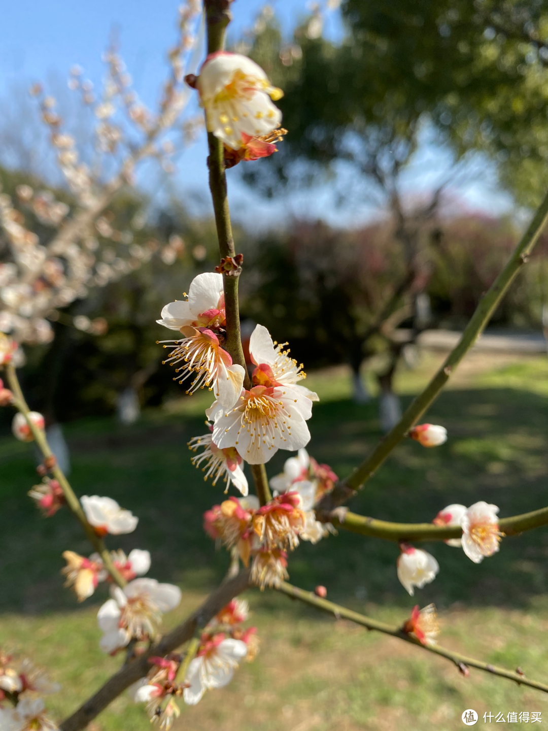 2月杭州赏花：2021的春天有点早