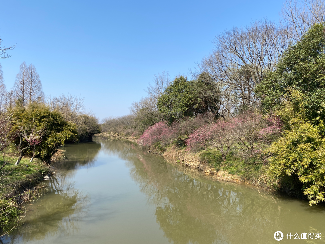 2月杭州赏花：2021的春天有点早