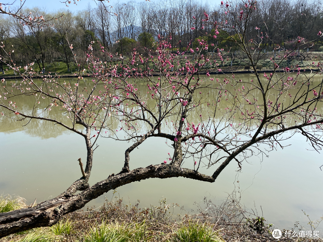 2月杭州赏花：2021的春天有点早