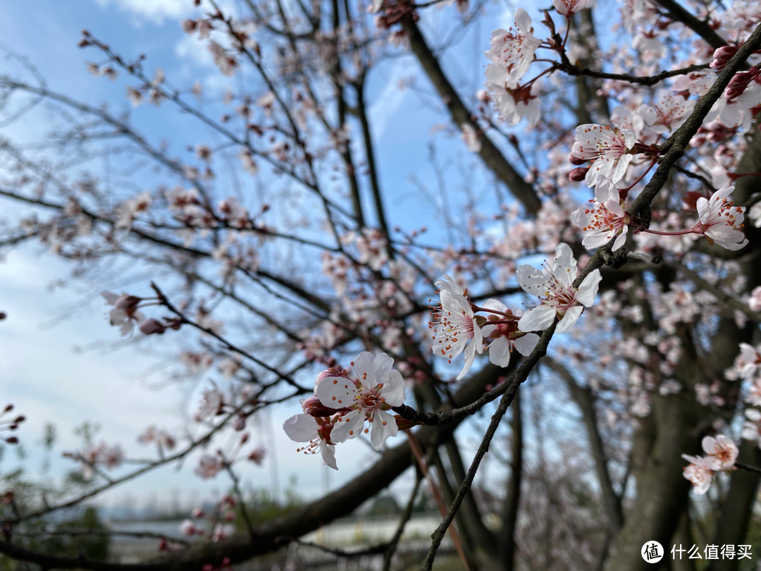 2月杭州赏花：2021的春天有点早