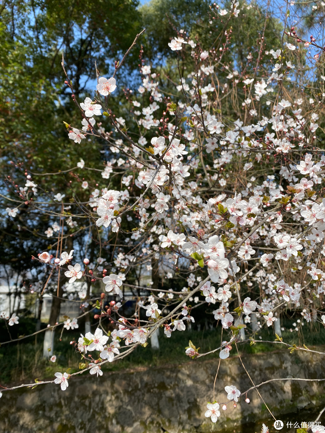 2月杭州赏花：2021的春天有点早