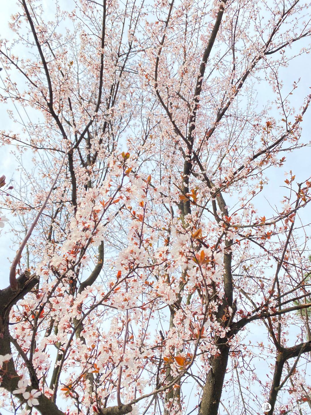 2月杭州赏花：2021的春天有点早