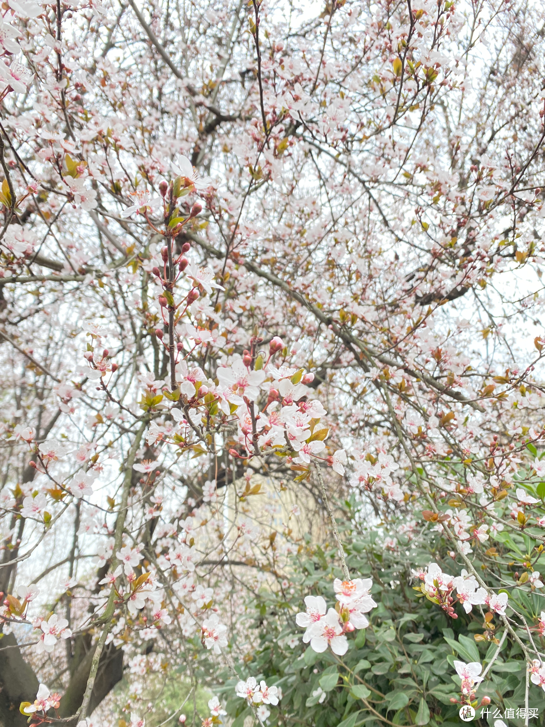 2月杭州赏花：2021的春天有点早