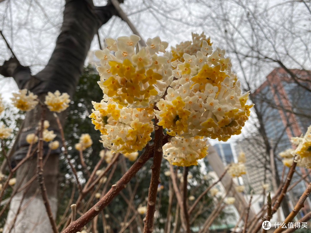 2月杭州赏花：2021的春天有点早