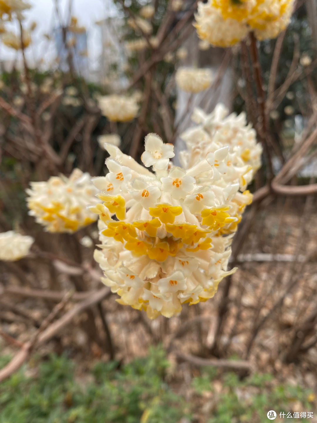 2月杭州赏花：2021的春天有点早