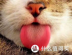 猫多大能吃化毛球片，化毛球片优势功效是什么？